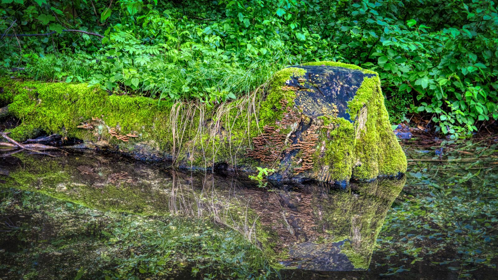 Nikon D7500 sample photo. Mirror image, reflection, water photography