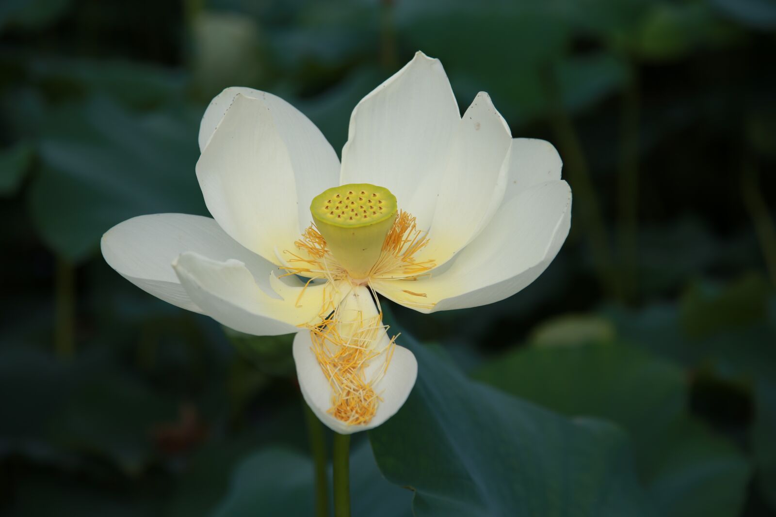 Canon EOS 6D + Canon EF 24-105mm F4L IS USM sample photo. Lotus, flowers, water lilies photography