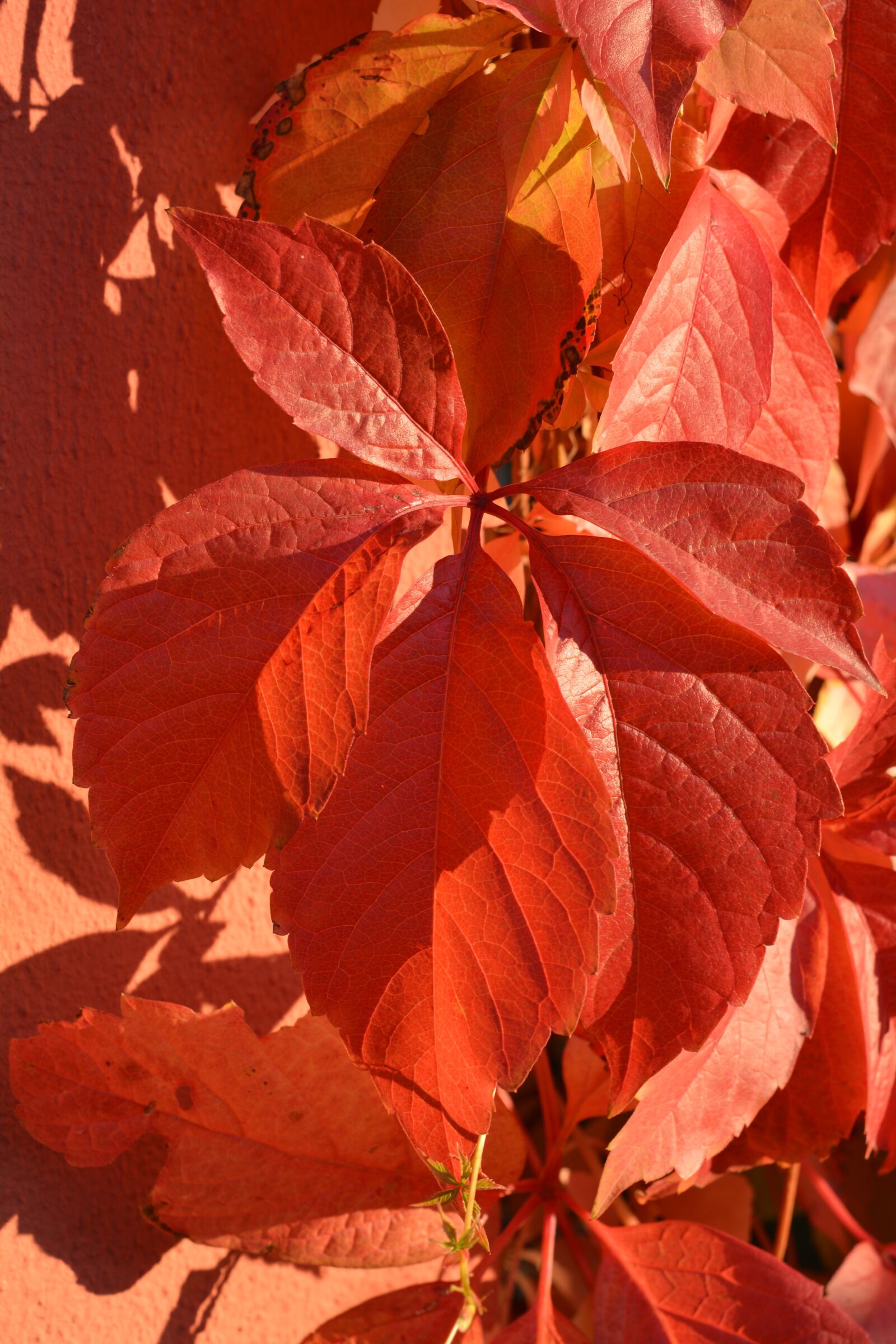 Nikon D5200 sample photo. Wine, red, autumn photography