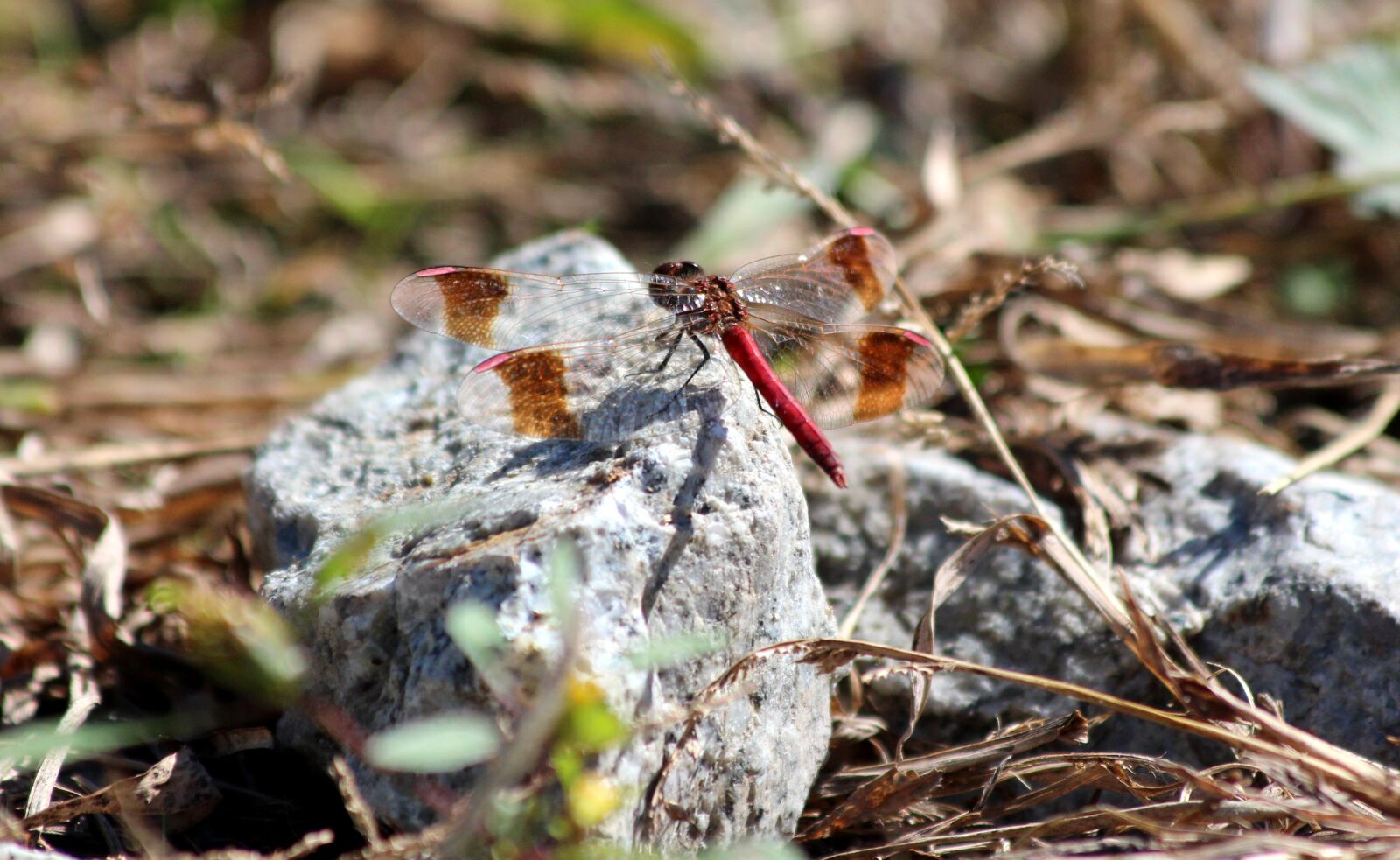 Canon EF 70-300mm F4-5.6 IS USM sample photo. Dragonfly, red dragonfly, stone photography