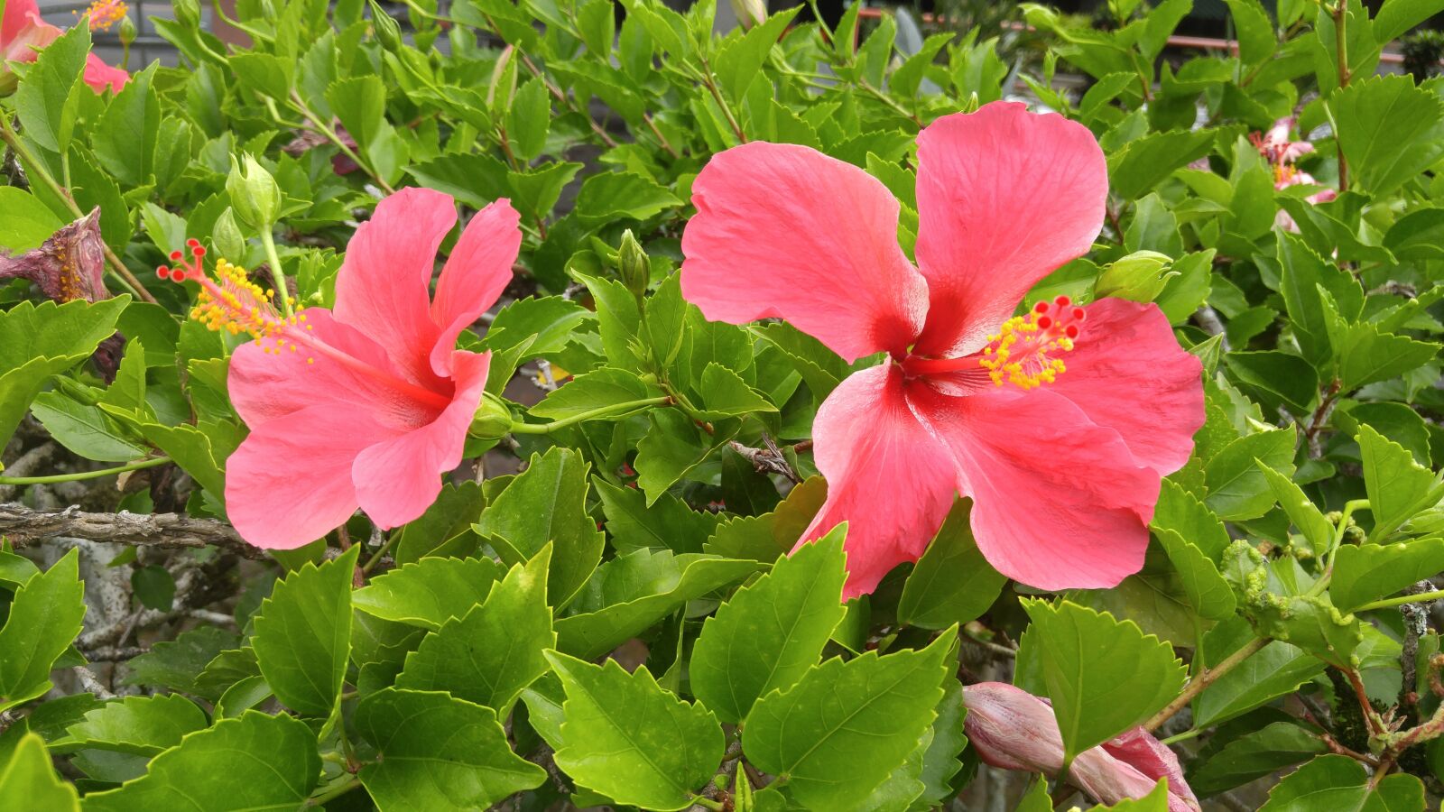 LG G4 sample photo. Flower, hibiscus, tropical photography