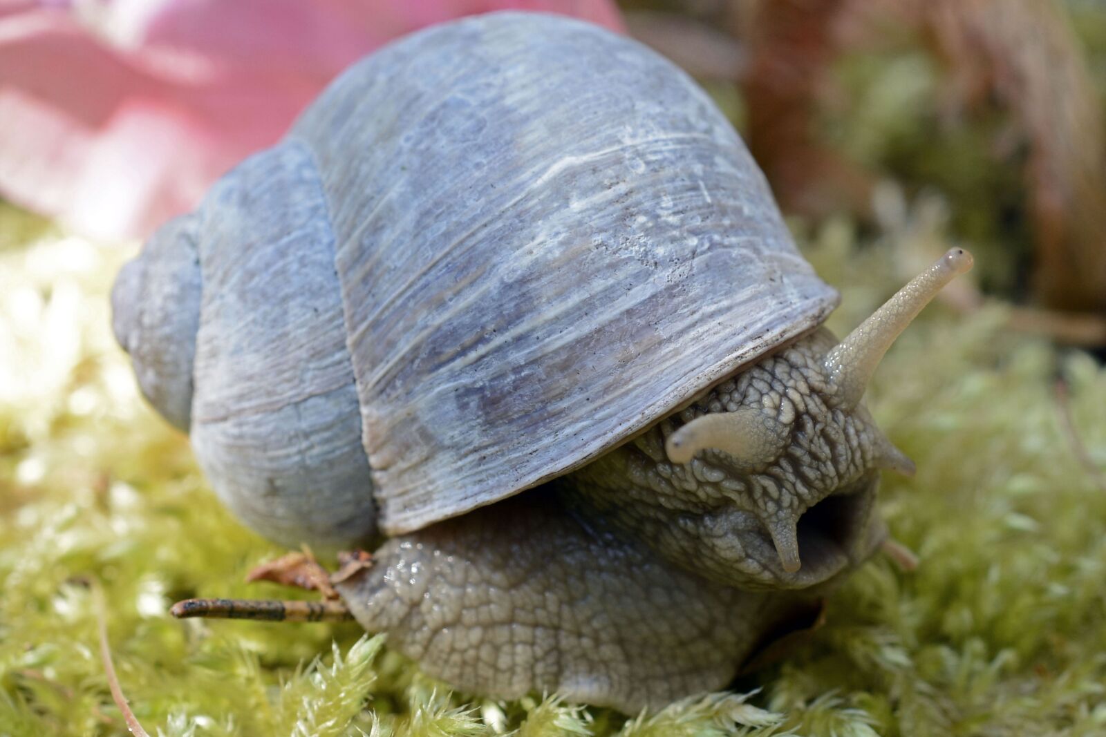 Nikon D7100 sample photo. Snail, animal, shell photography