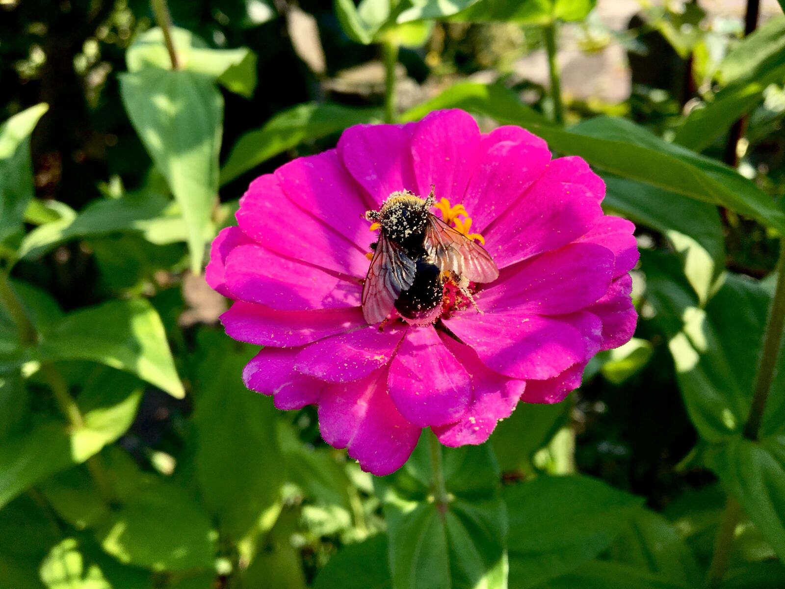 Apple iPhone 6s sample photo. Flower, pink, bee photography