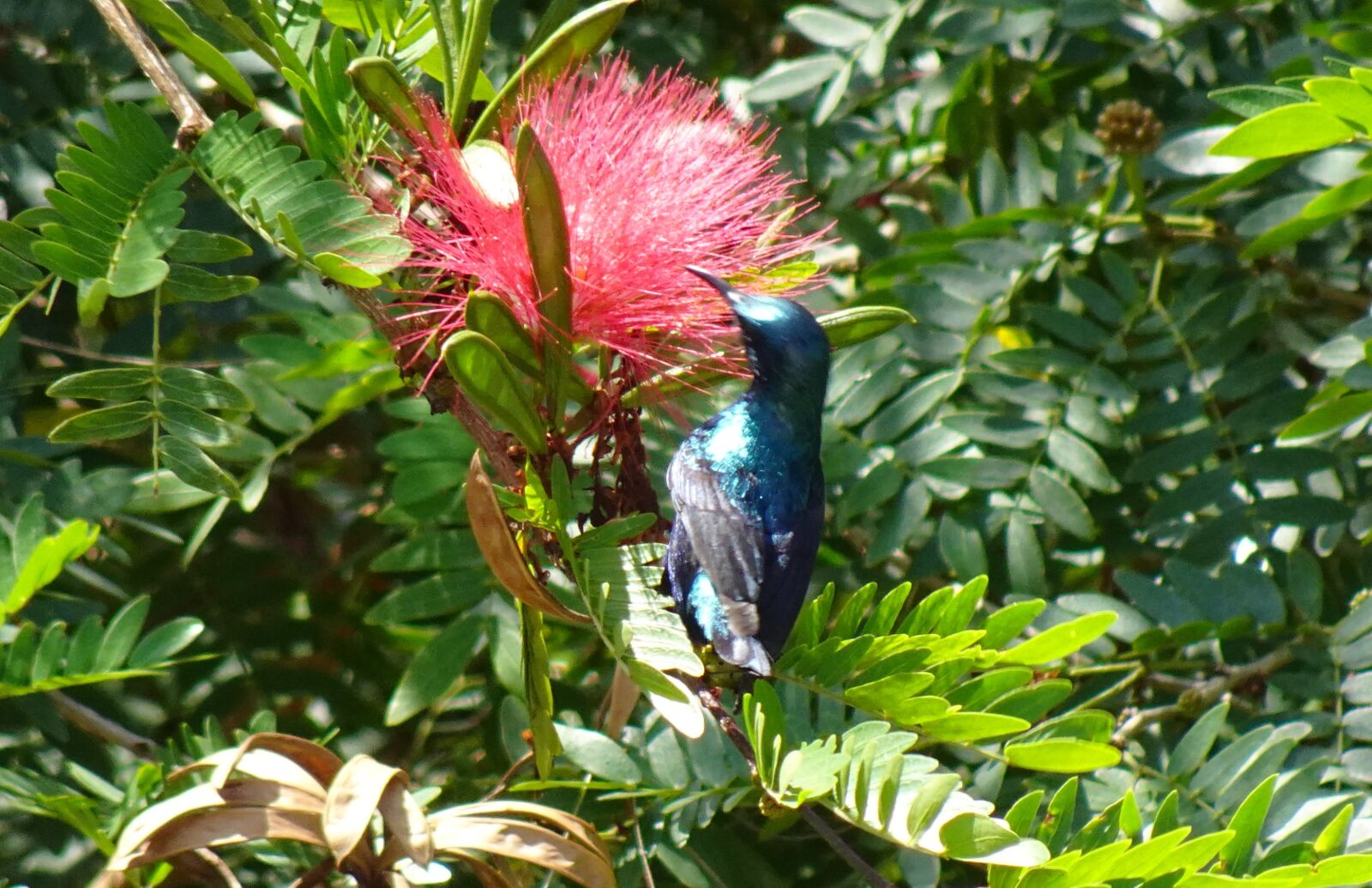 Sony DSC-WX800 sample photo. Bird, purple sunbird, cinnyris photography