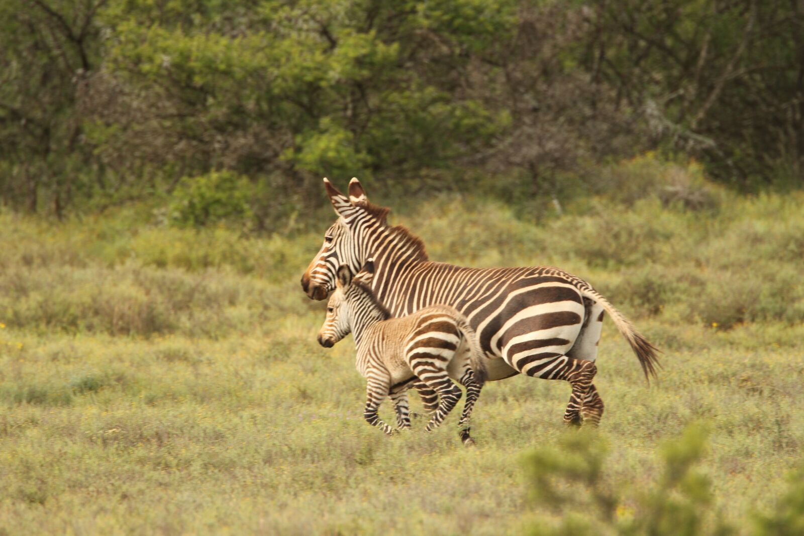 Canon EF 500mm F4L IS USM sample photo. Zebra, africa, wild photography