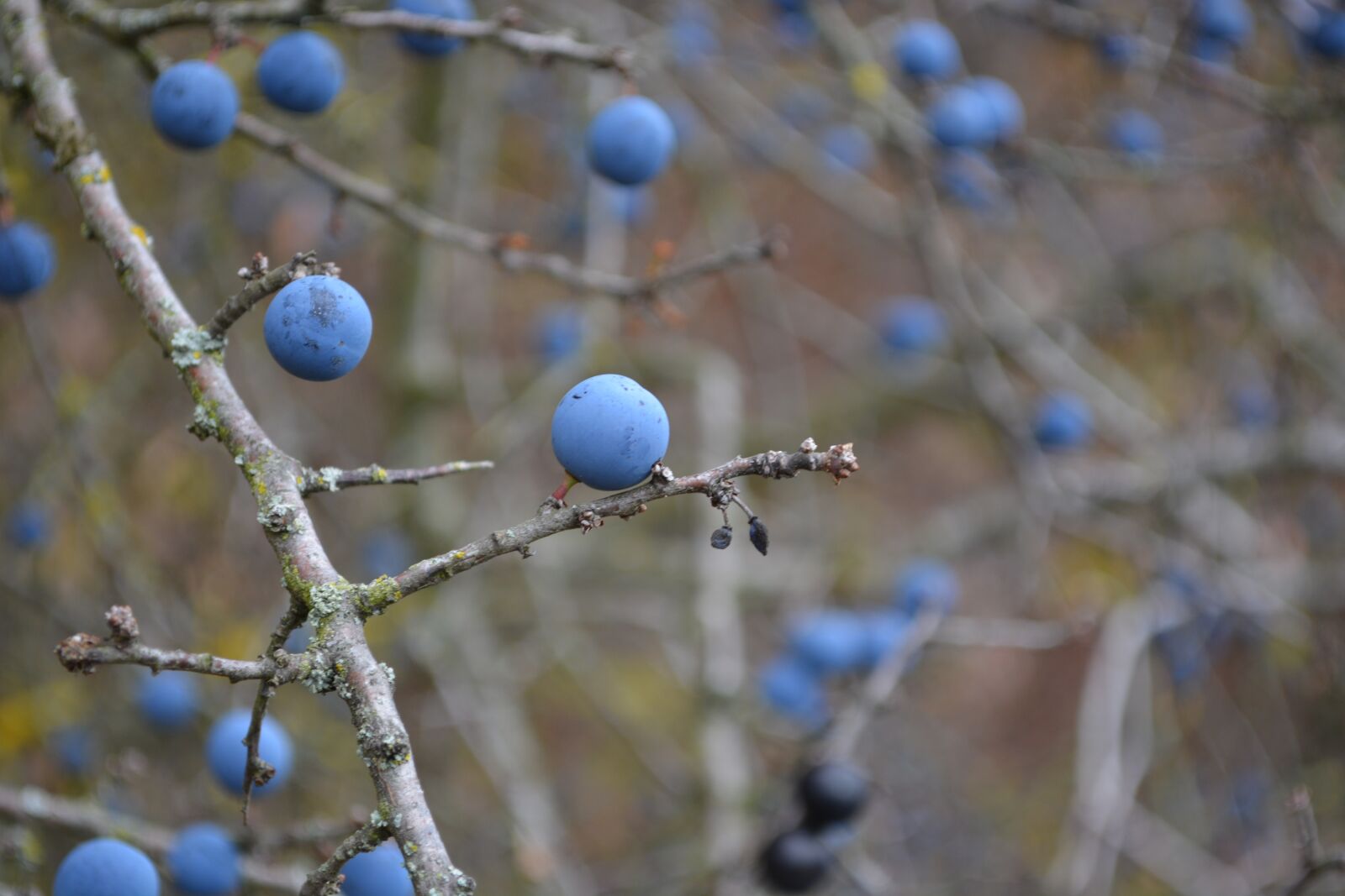 Nikon D5200 sample photo. Berries, sloes, nature photography