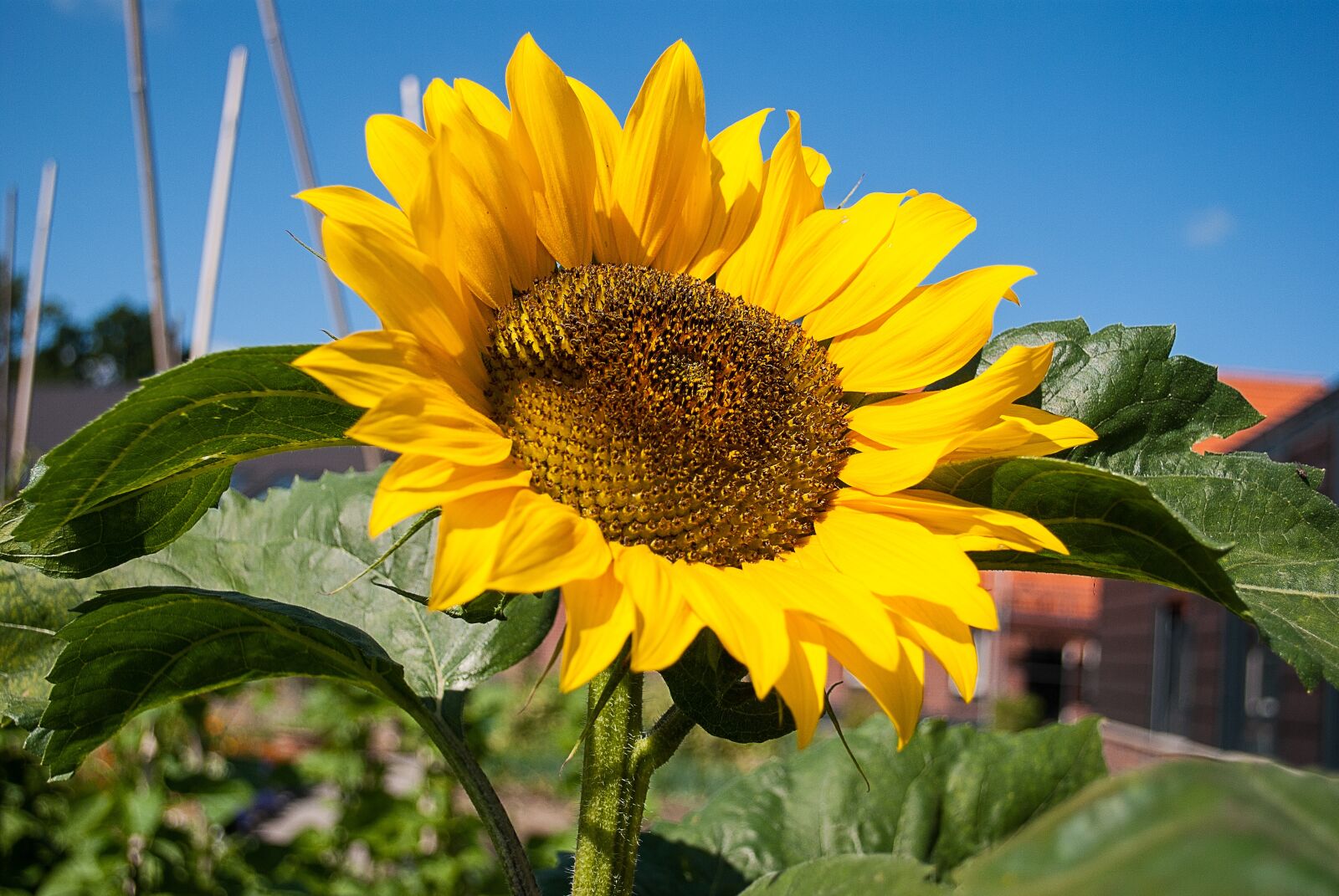 Nikon D3000 sample photo. Sunflower, summer, plant photography