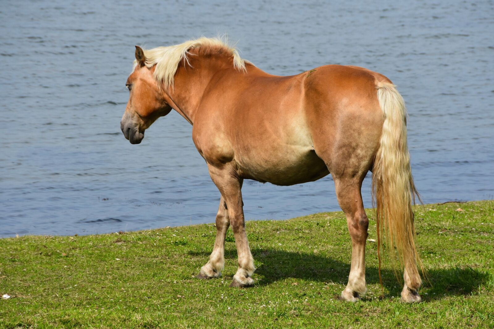 Nikon D7200 sample photo. Horse, pony, haflinger photography