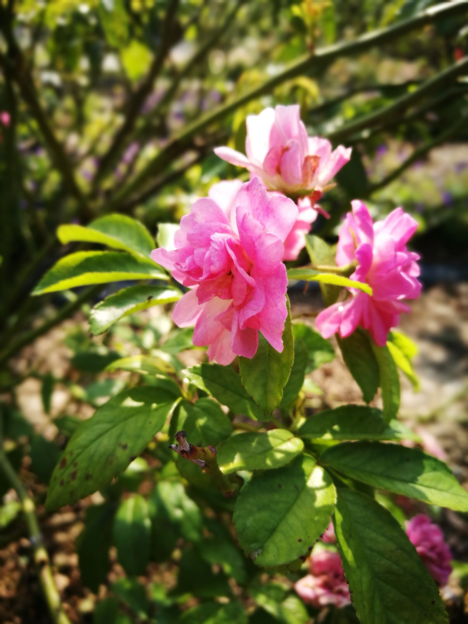 HUAWEI P9 sample photo. Flower, rose, rosa multiflora photography