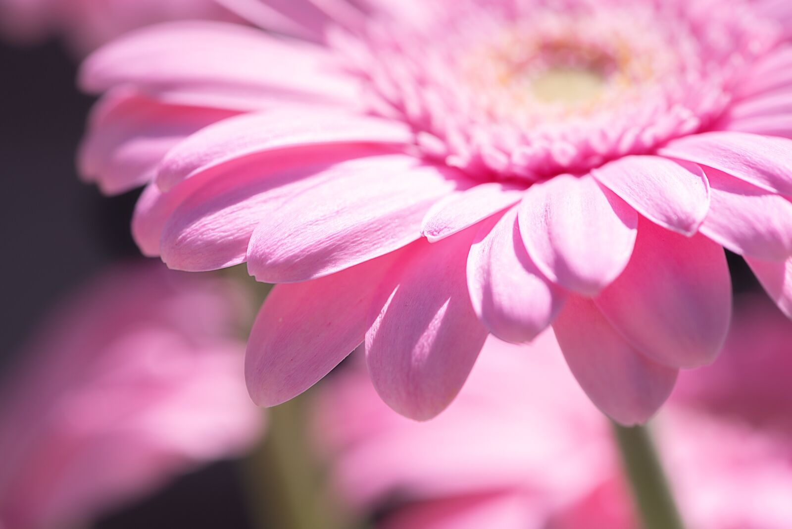 Nikon D750 sample photo. Marguerite, flower, pink photography