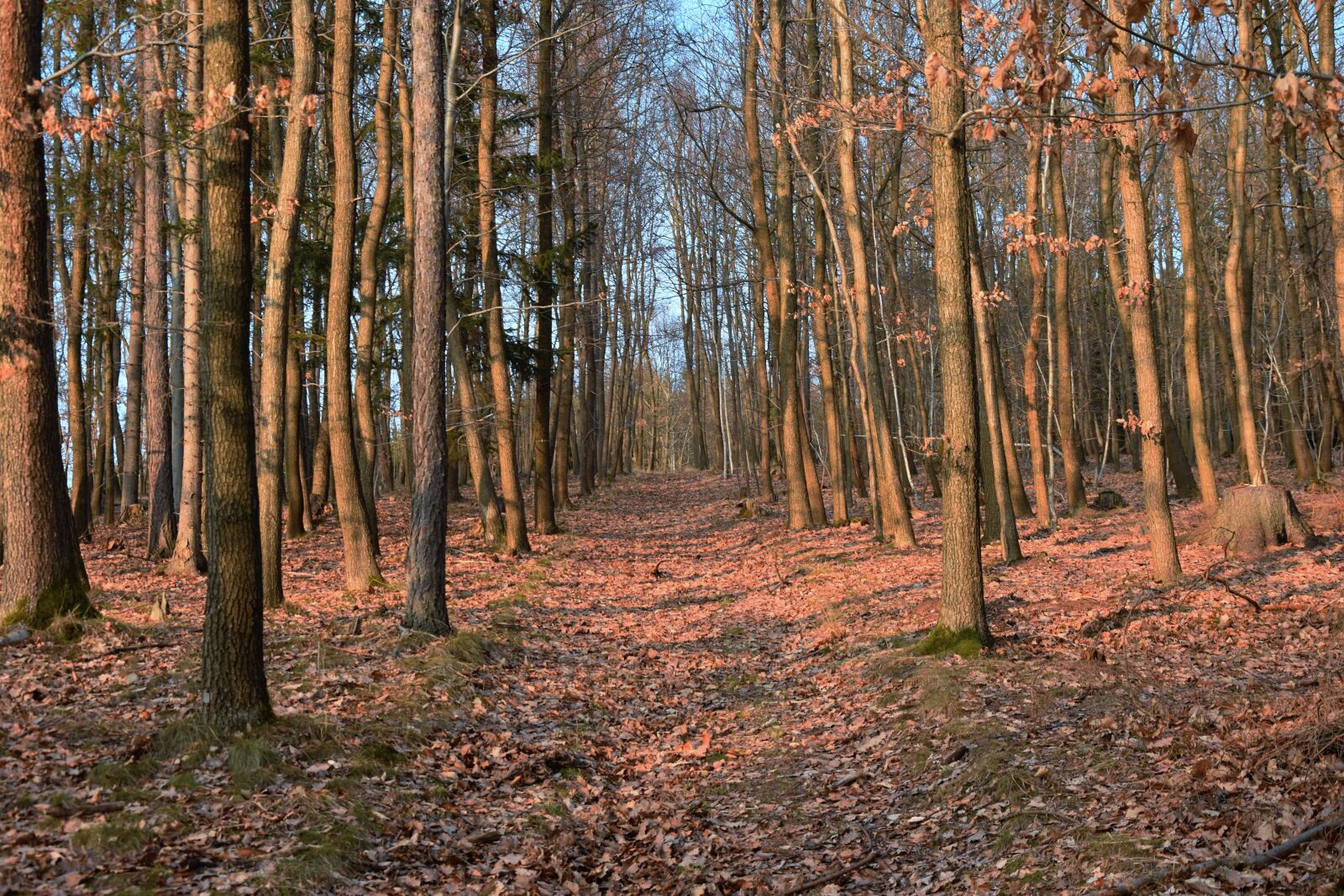 Nikon D5500 sample photo. Forest, west, sunset photography