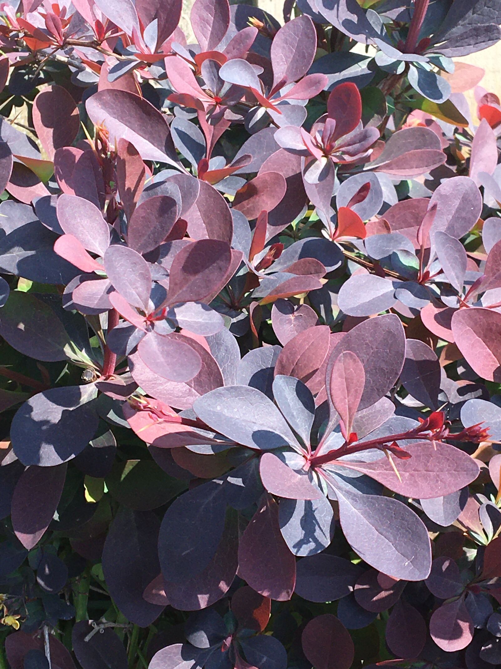 Apple iPhone 6s sample photo. Garden, herbs, plant photography