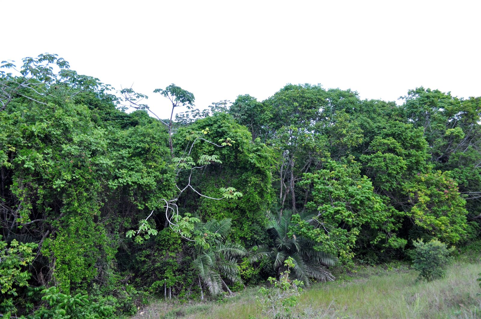 Nikon D5000 sample photo. Tropical forest, trees, woods photography