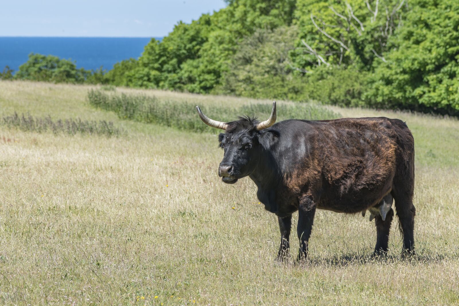 Nikon D5300 sample photo. Agriculture, cattle, cow photography
