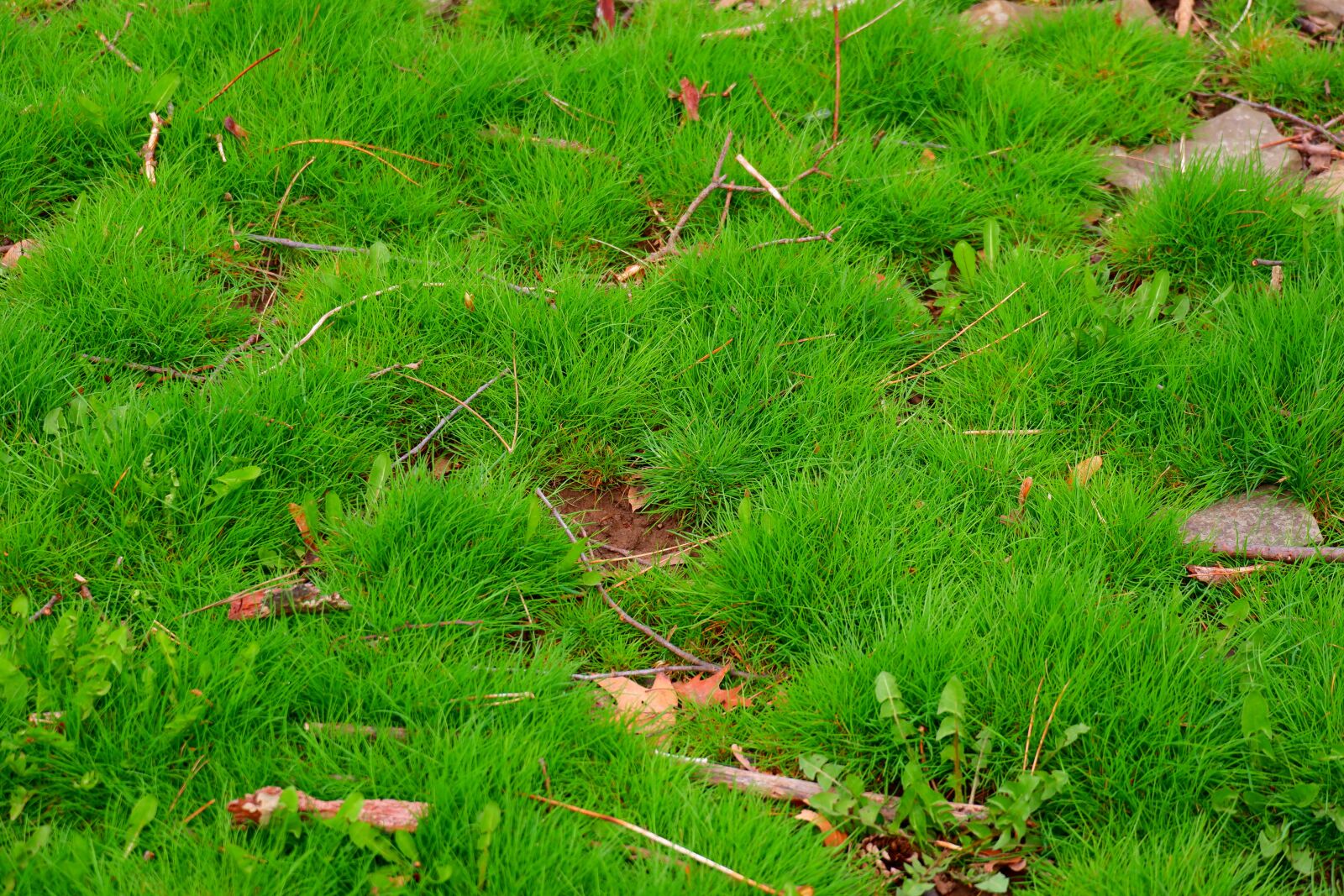 Fujifilm X-A5 sample photo. Nature, spring, grass photography