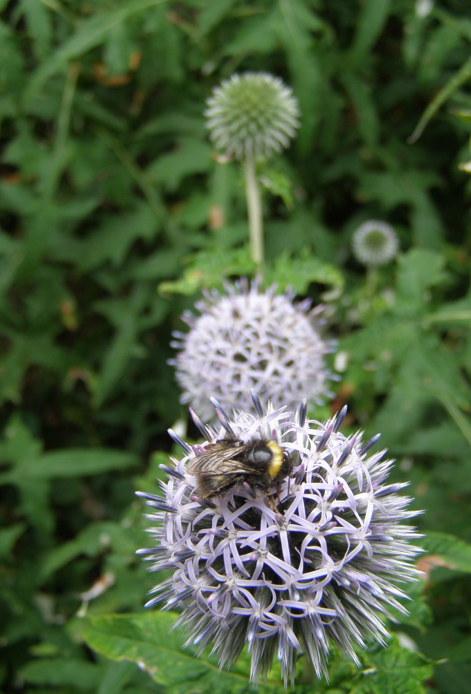 Olympus SP510UZ sample photo. Bee, allium, flower photography