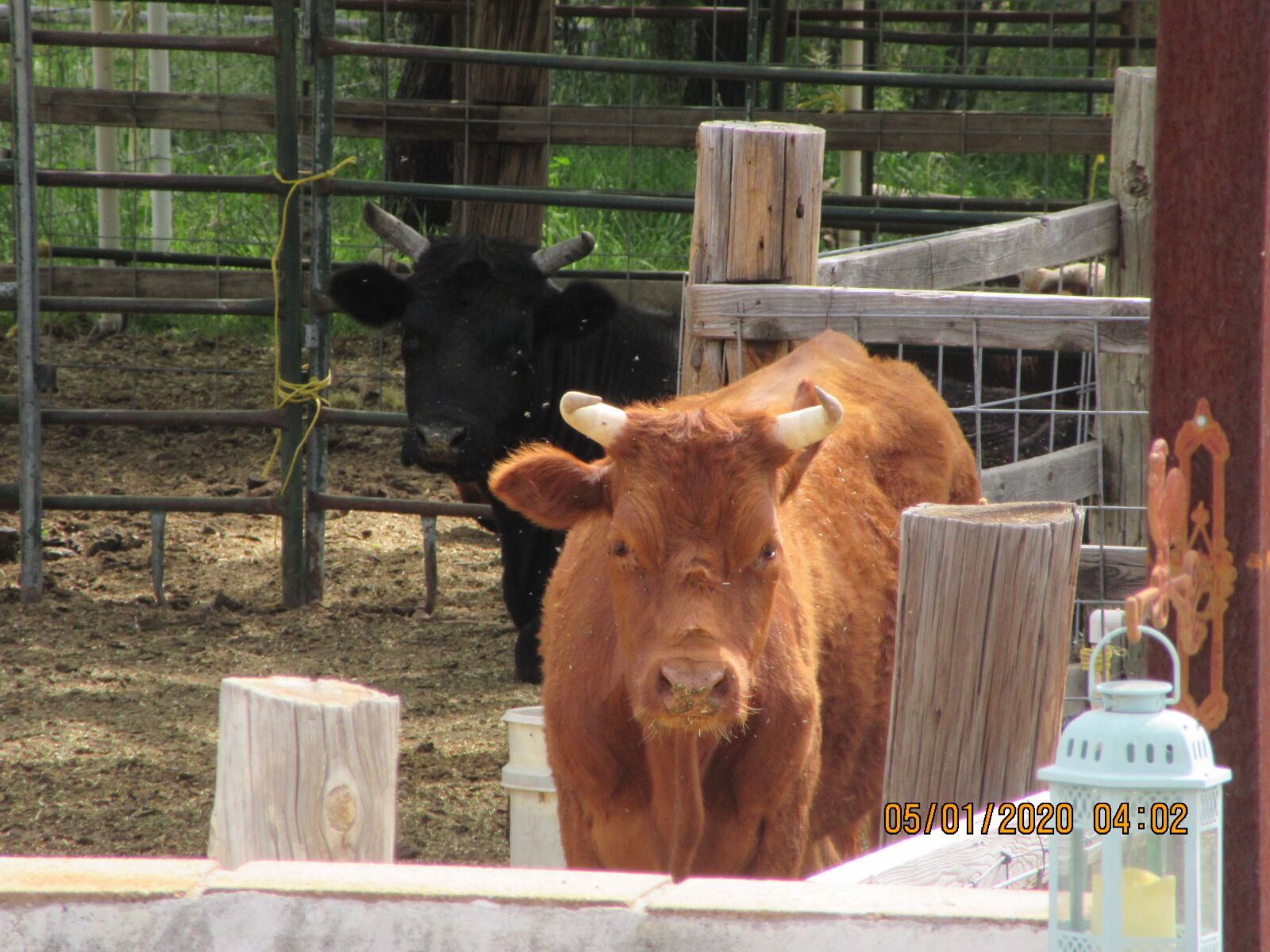 Canon PowerShot SX610 HS sample photo. Cow, staring, stable photography