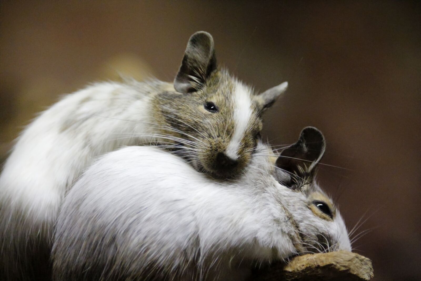 Canon EOS 650D (EOS Rebel T4i / EOS Kiss X6i) sample photo. Mice, nager, small animals photography