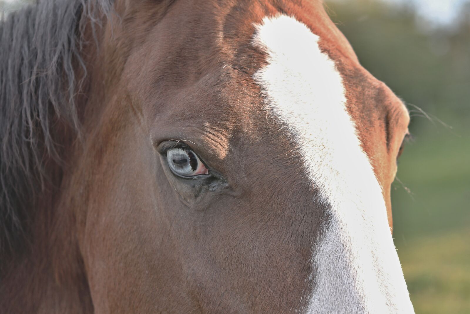 Canon EOS 1100D (EOS Rebel T3 / EOS Kiss X50) sample photo. Horse head, horse eye photography