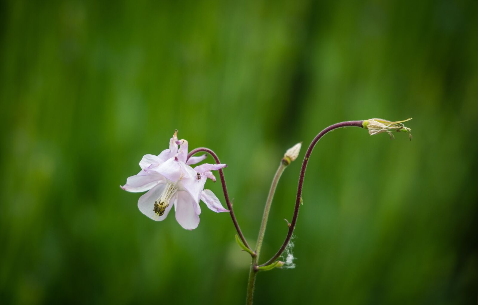 Nikon D7200 sample photo. Flower, flora, blossom photography