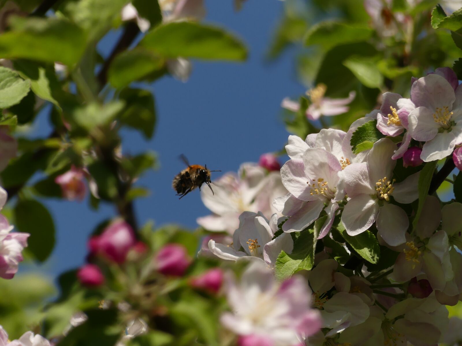 Panasonic Lumix DMC-FZ300 sample photo. Bee, tree, spring photography