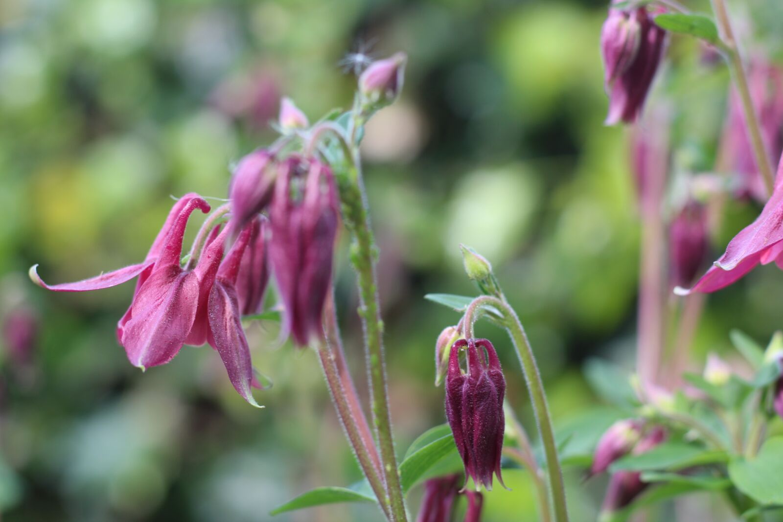 Canon EOS 1300D (EOS Rebel T6 / EOS Kiss X80) + Canon EF 50mm F1.8 STM sample photo. Aquilegia, garden, flower photography