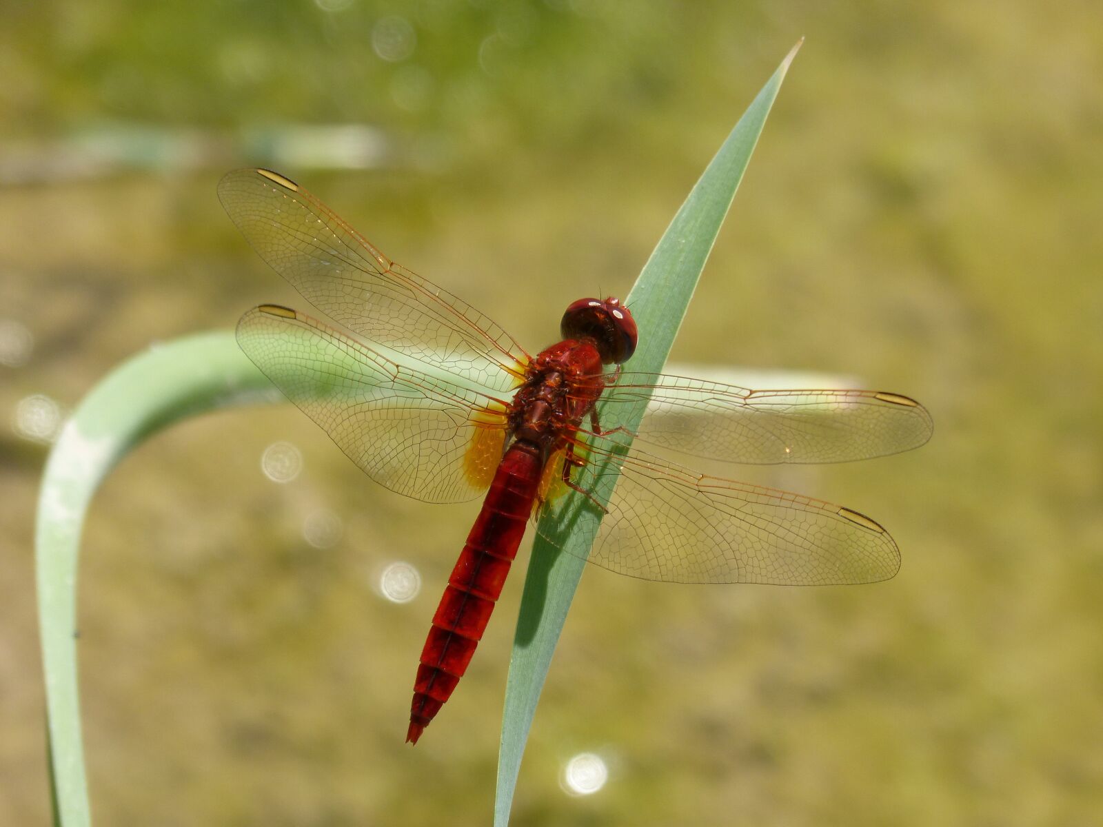 Panasonic DMC-FZ62 sample photo. Red dragonfly, leaf, wetland photography