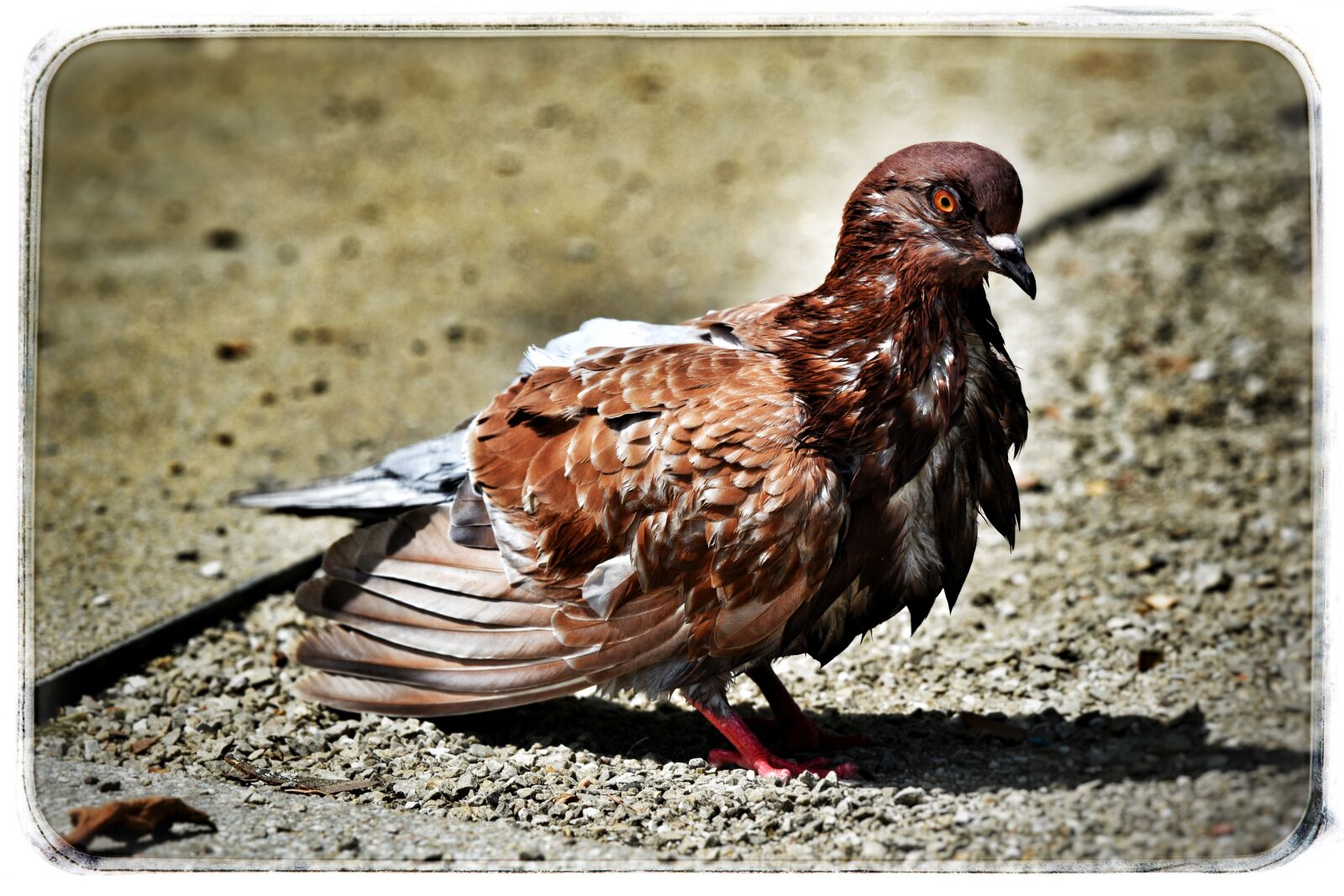 Nikon D3500 sample photo. Dove, city pigeon, bird photography