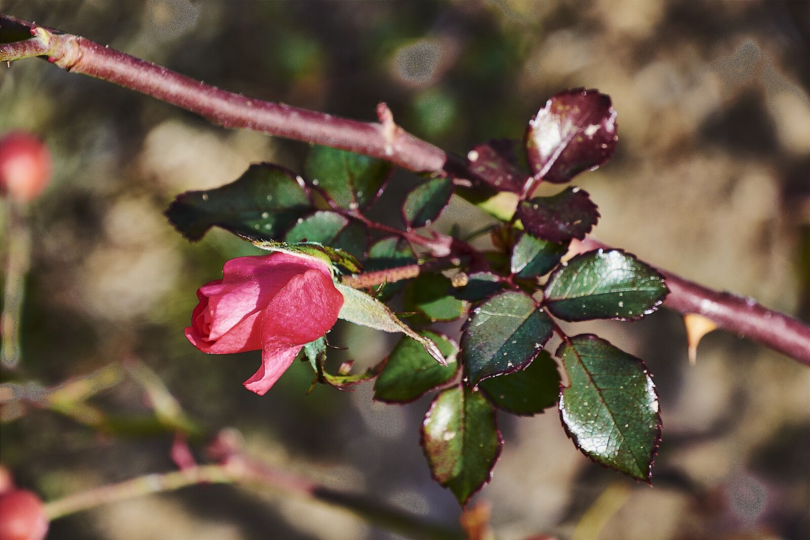 Nikon D7200 sample photo. Rosa, garden, flower photography