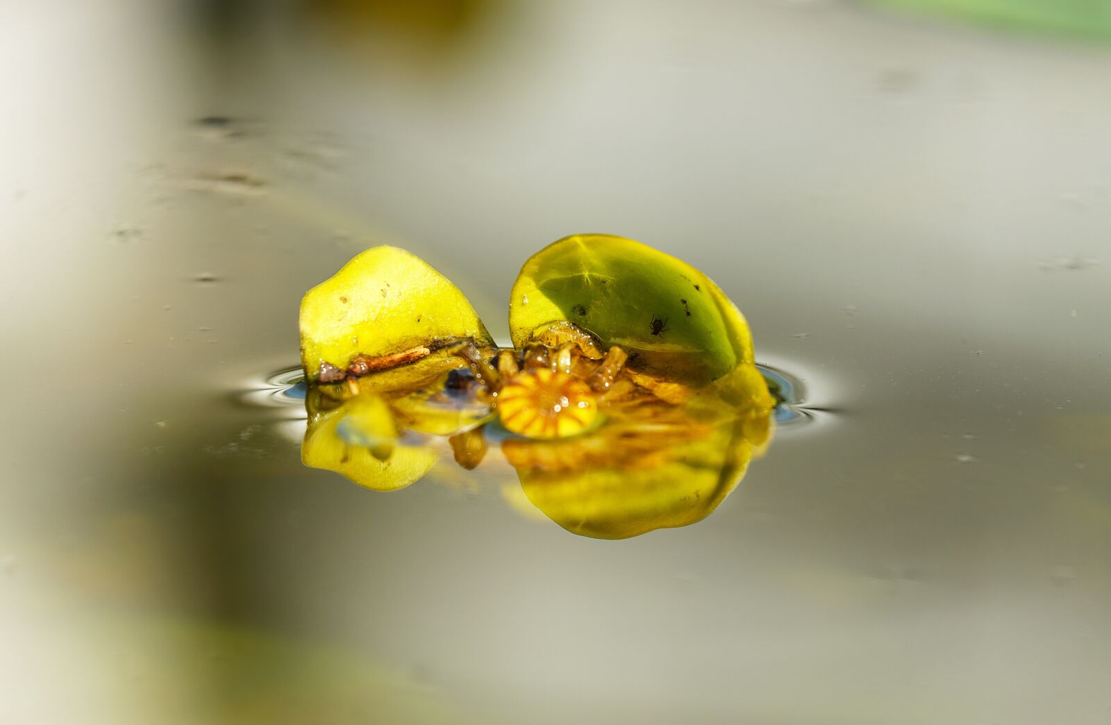 Fujifilm X-T10 + Fujifilm XC 50-230mm F4.5-6.7 OIS sample photo. Water lily, japanese pond photography