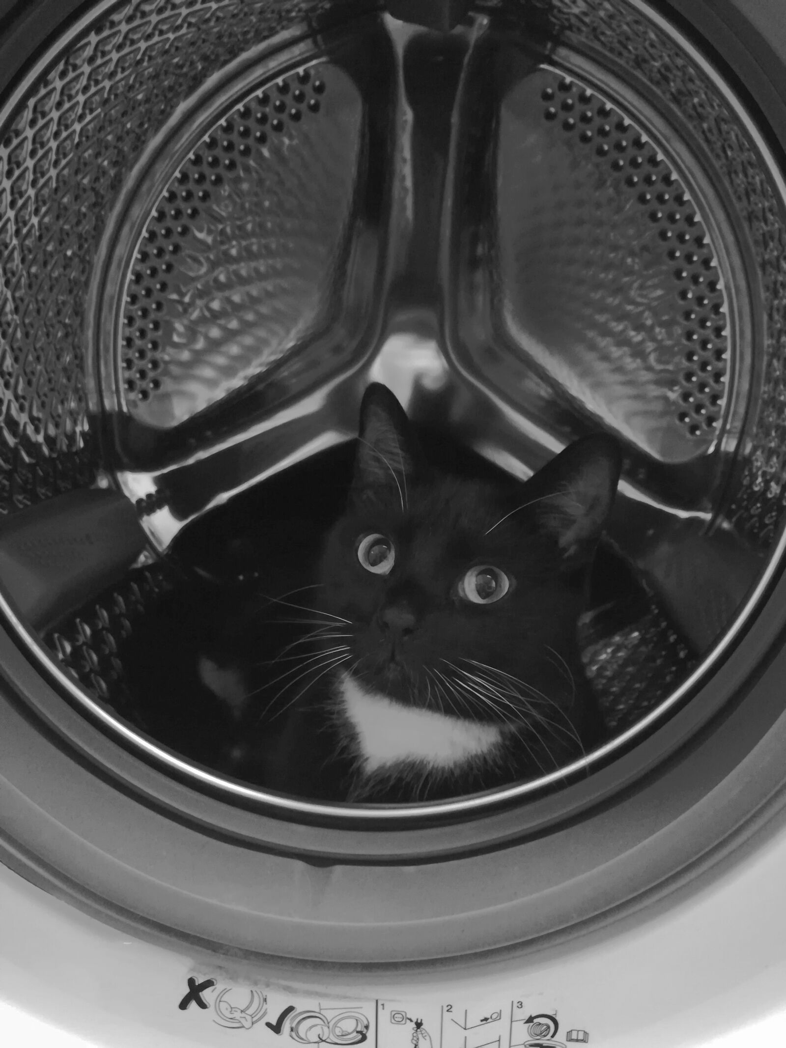 HUAWEI P10 lite sample photo. Cat, washing machine, black photography