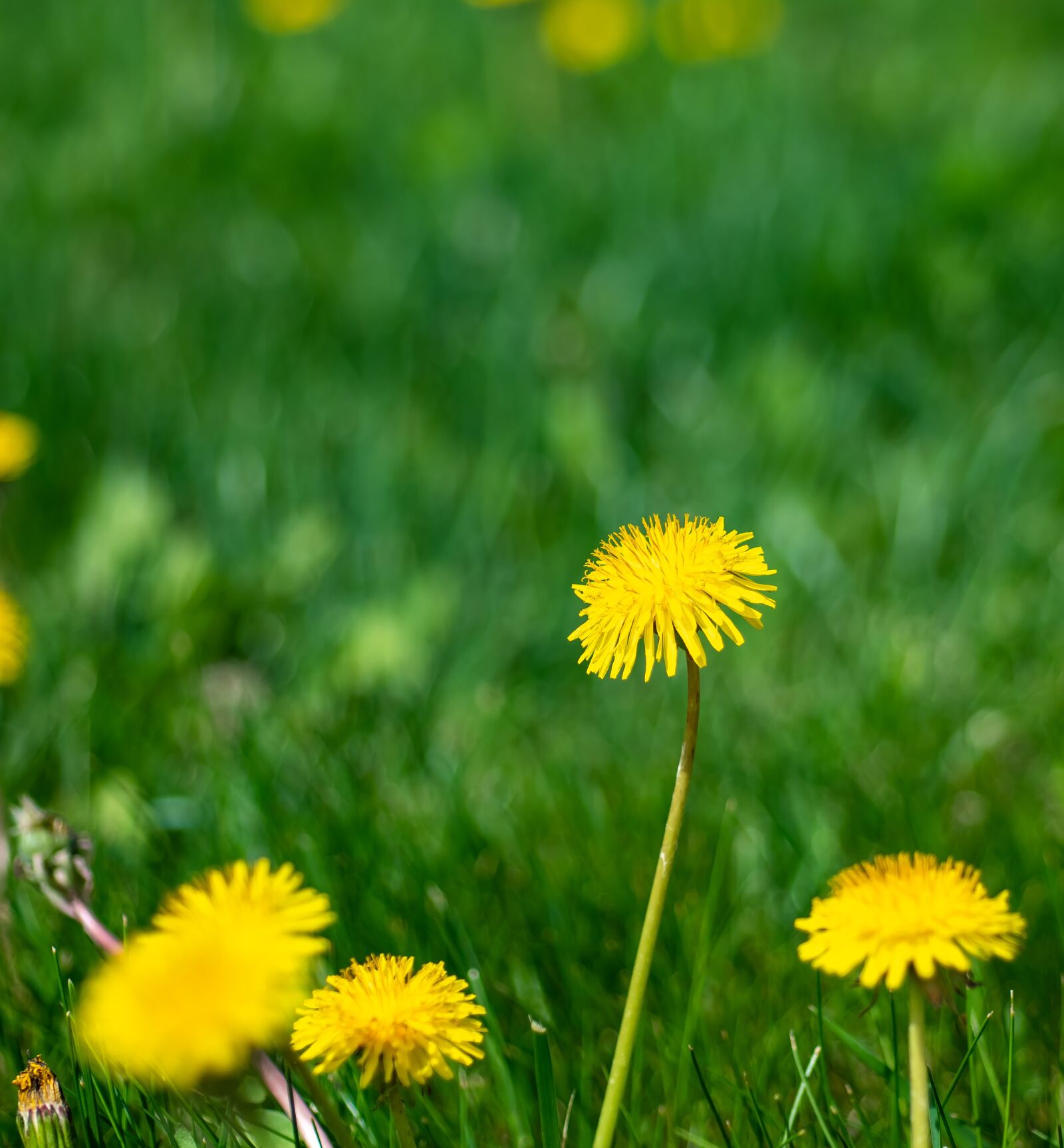 Nikon D500 sample photo. Grass, green, dandelion photography