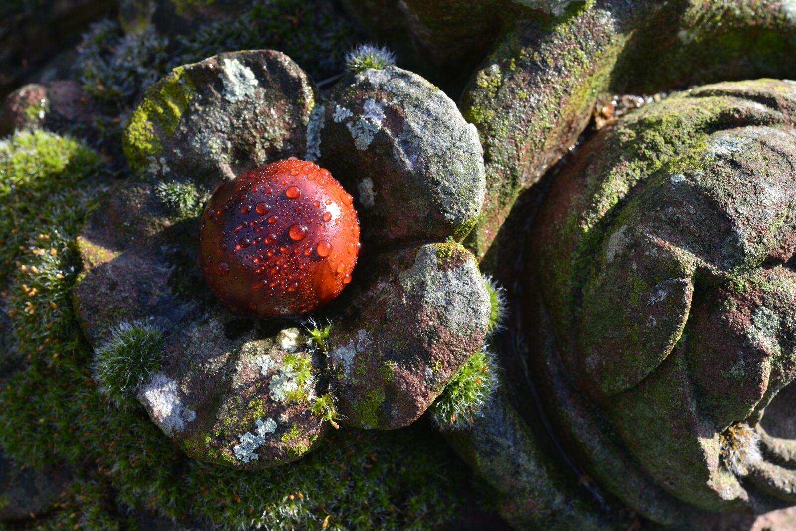 Nikon D800 sample photo. Chestnut, autumn, nature photography