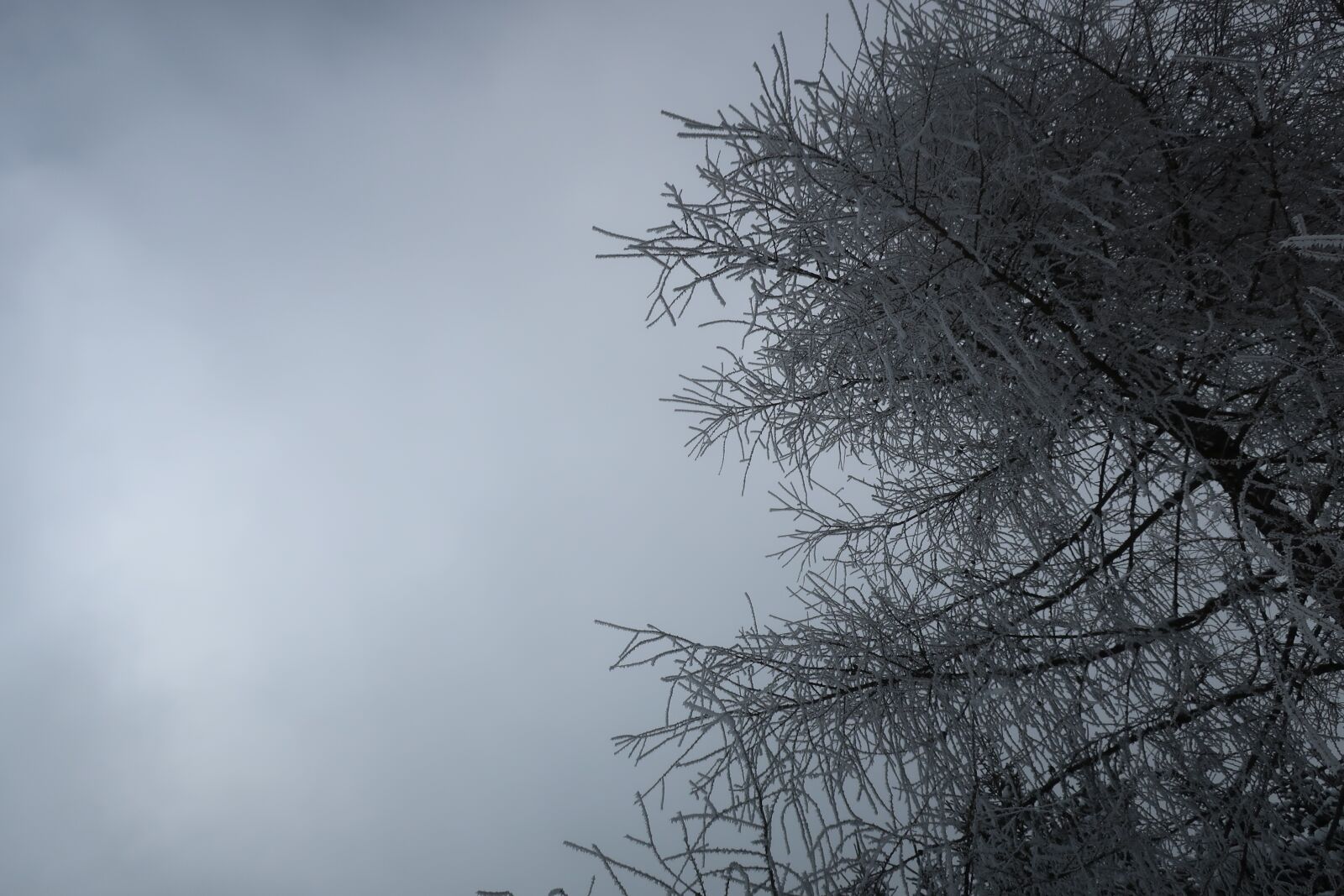 Canon PowerShot G9 X Mark II sample photo. Mood, winter, fog photography