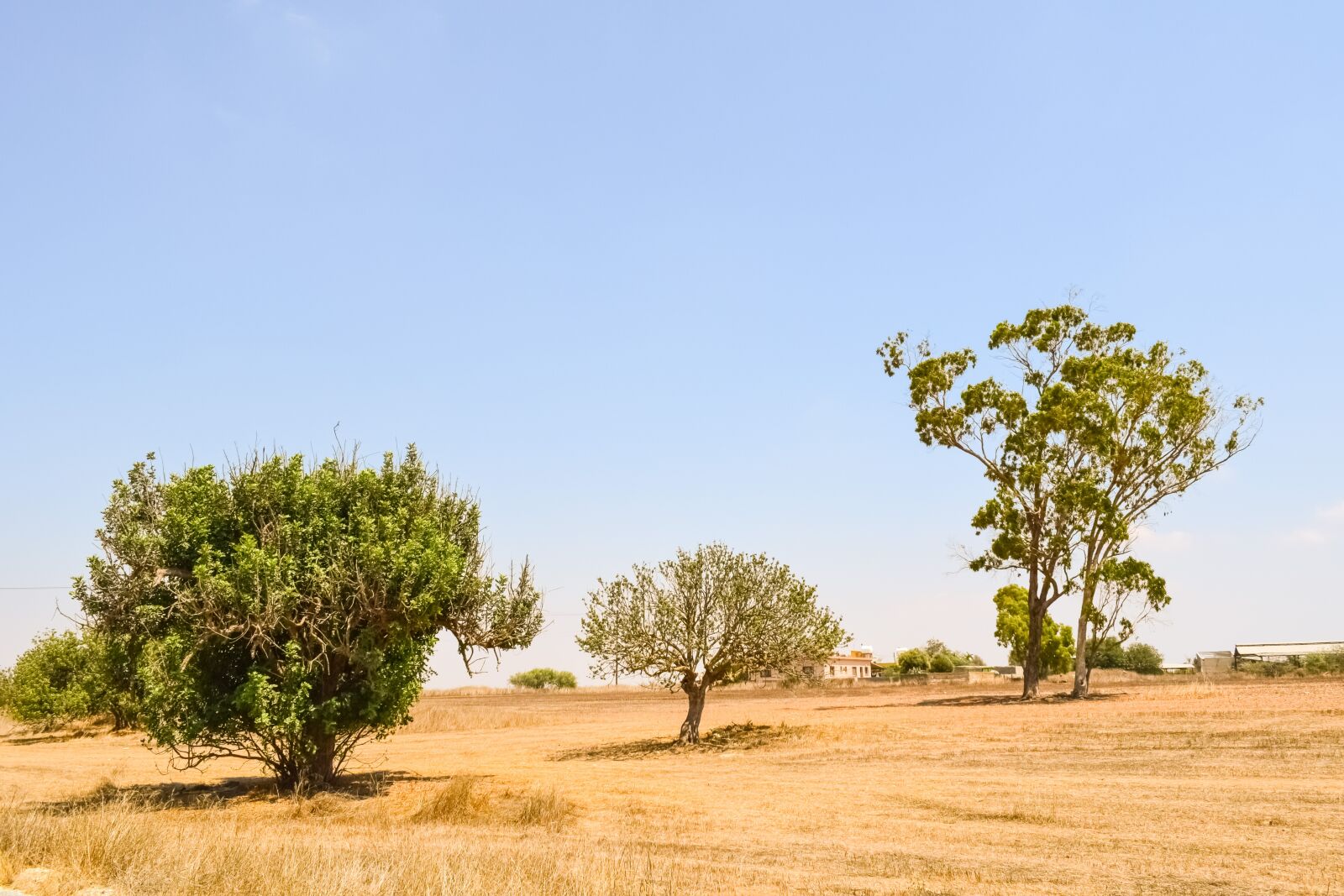 Nikon D3300 sample photo. Trees, meadow, landscape photography