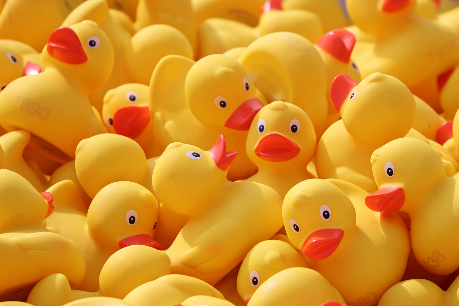 Canon EOS 200D (EOS Rebel SL2 / EOS Kiss X9) sample photo. Duck meet, ducks, rubber photography