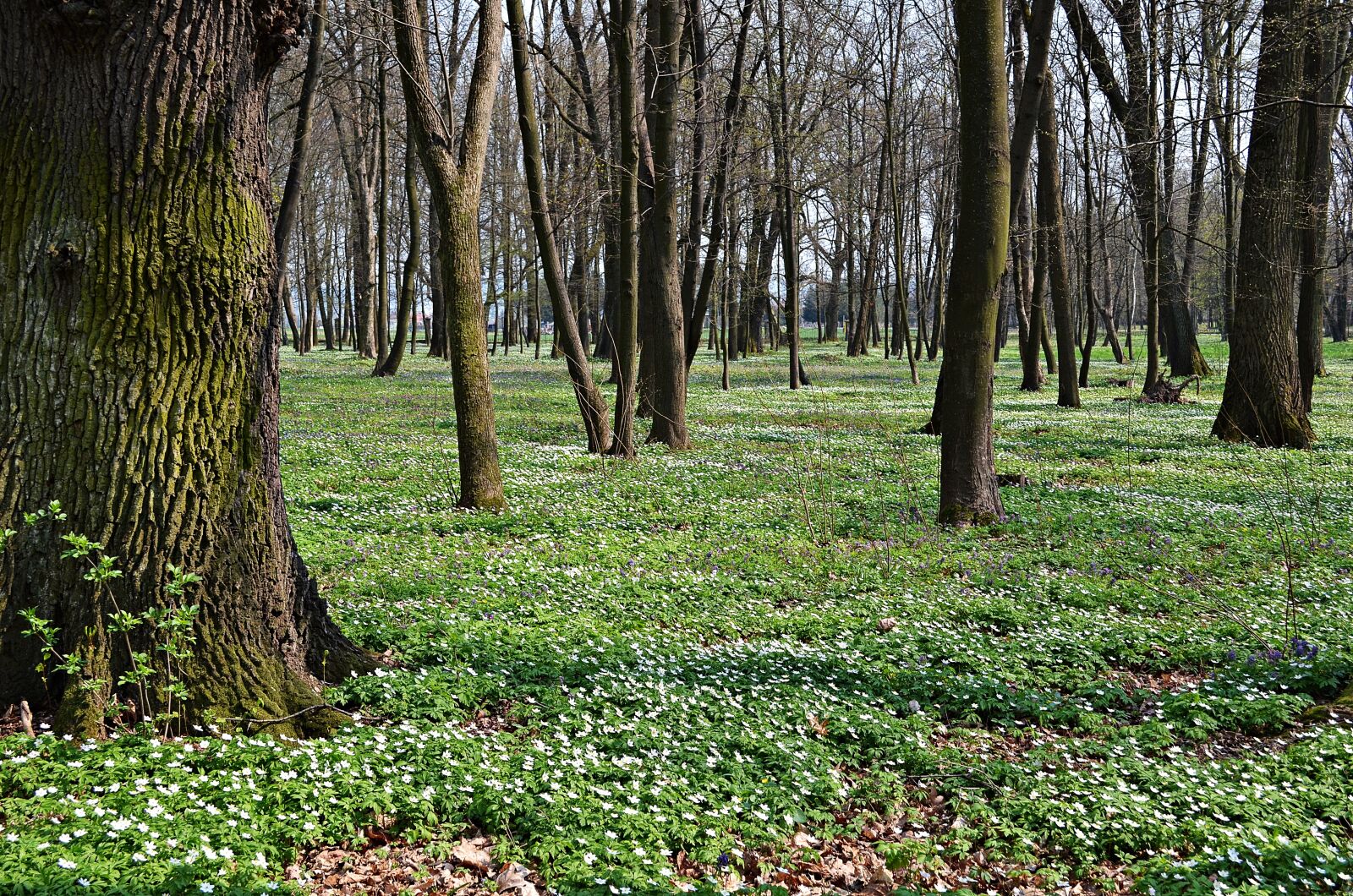 Nikon D5100 sample photo. Forest, tree, flowers photography
