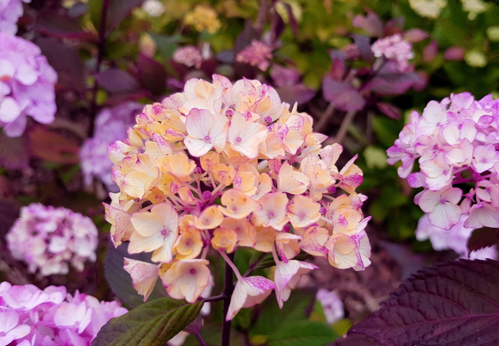 Samsung Galaxy S7 sample photo. Hydrangea, hydrangea flower, flowers photography