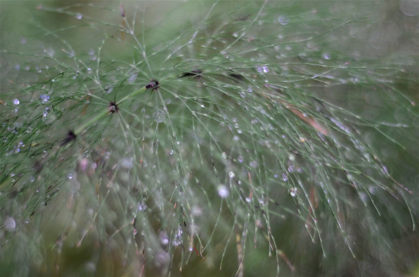 Nikon D7000 sample photo. Horsetail, raindrop, forest photography