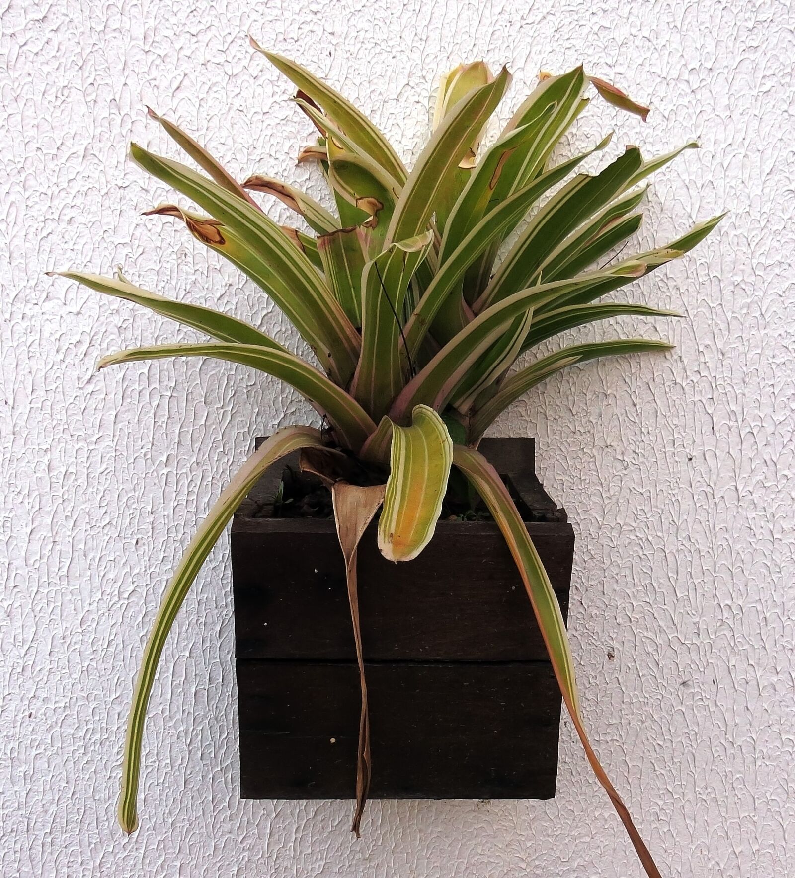 Canon PowerShot SX50 HS sample photo. Tropics, ornamental plants, brazil photography