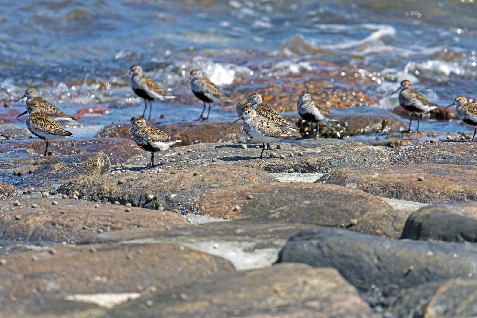 Nikon D500 sample photo. Dunlin, birds, limicoline photography