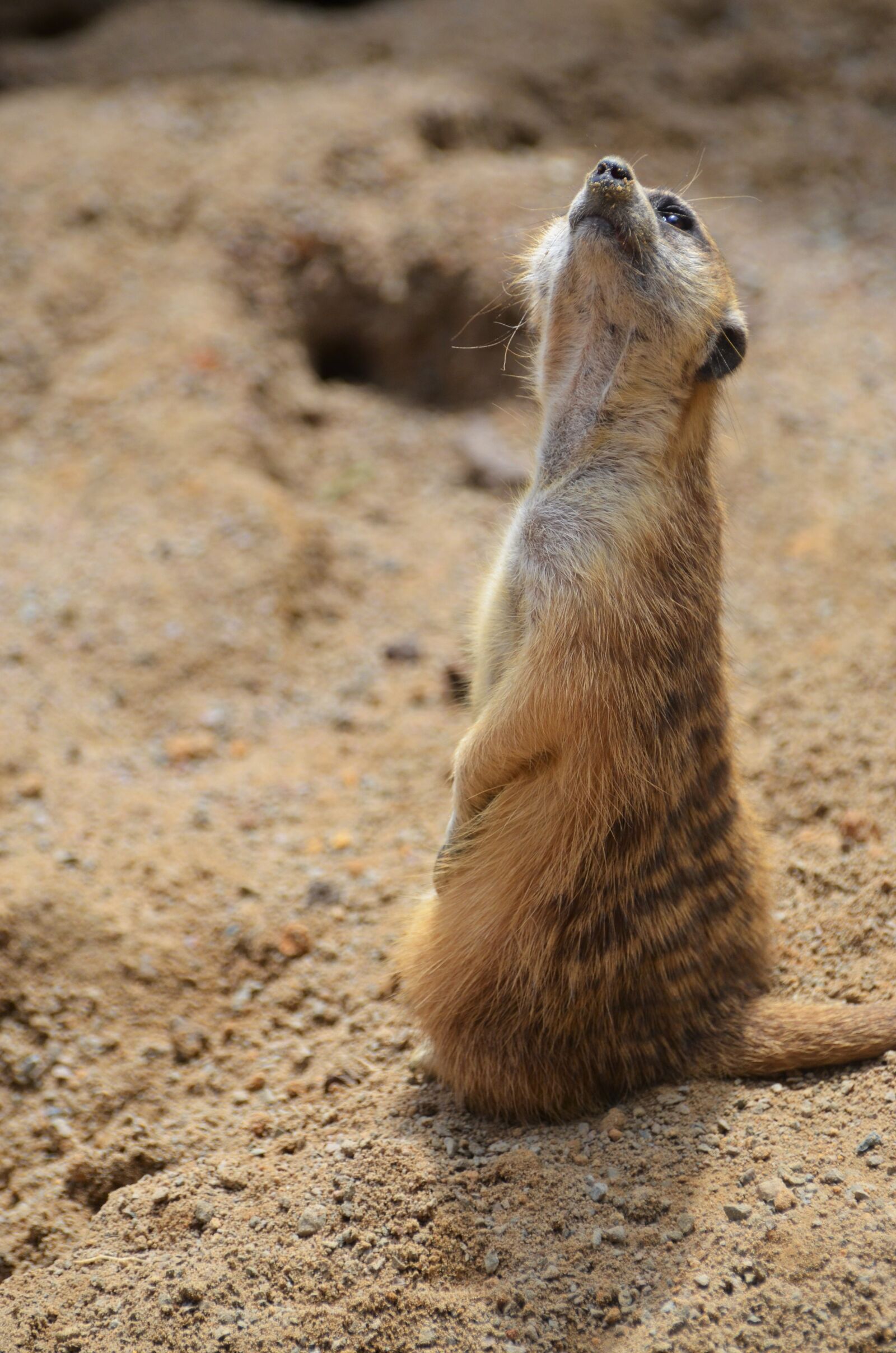 Nikon D5100 sample photo. Suricate, mongoose, sentinel desert photography