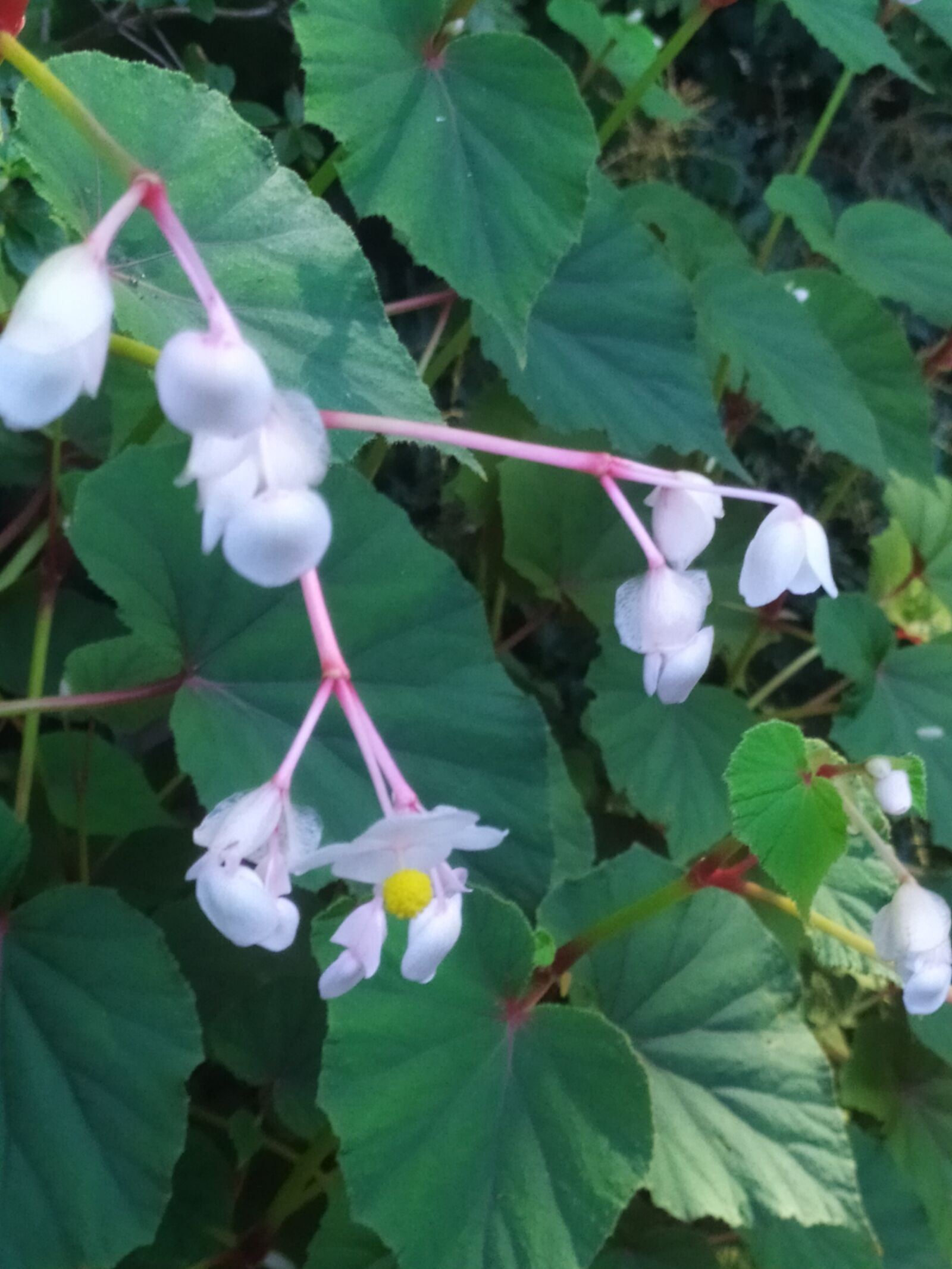 Xiaomi Redmi Note 7 sample photo. Nature, summer, flowers photography