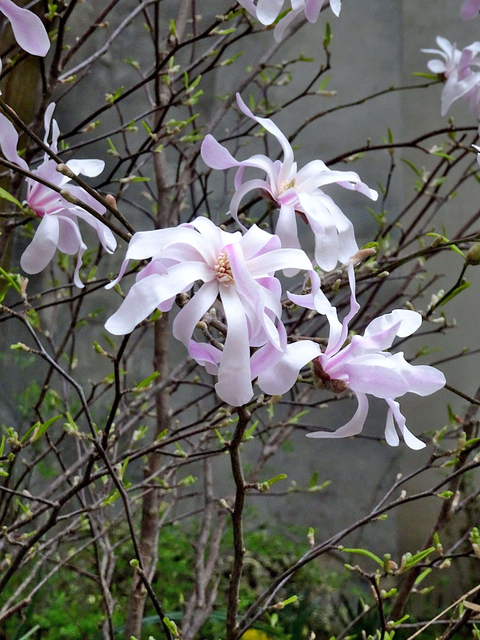 Sony Cyber-shot DSC-HX90V sample photo. Magnolia stellata, flowering shrubs photography