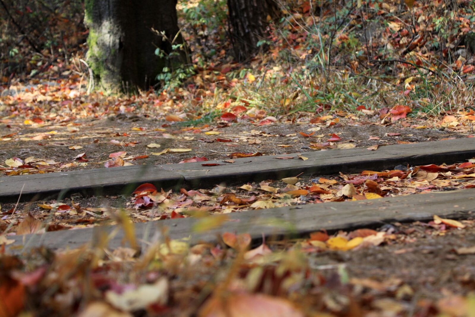 Canon EOS 50D sample photo. Autumn, leaves, autumn leaves photography