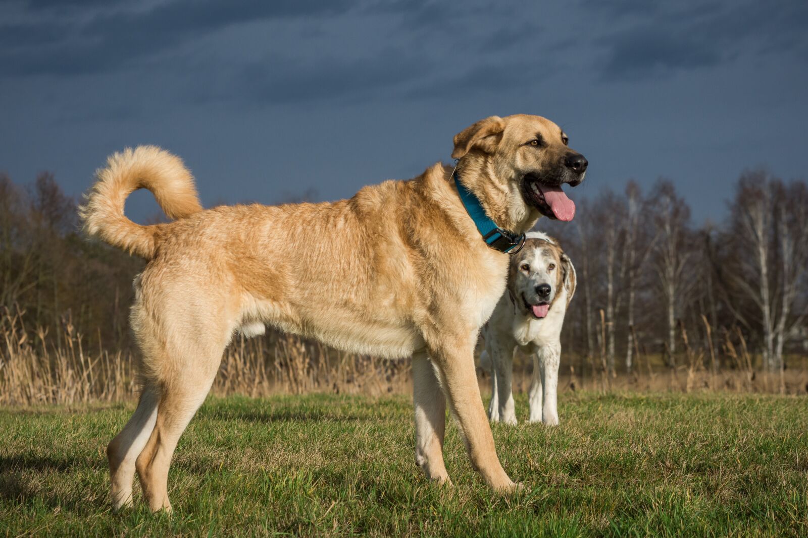 Nikon D7200 sample photo. Dog, mammal, animal photography