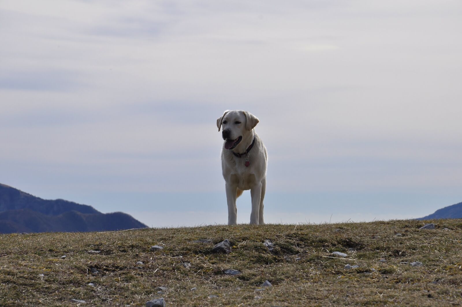 Nikon D5000 sample photo. Rubik, dog, labrador photography