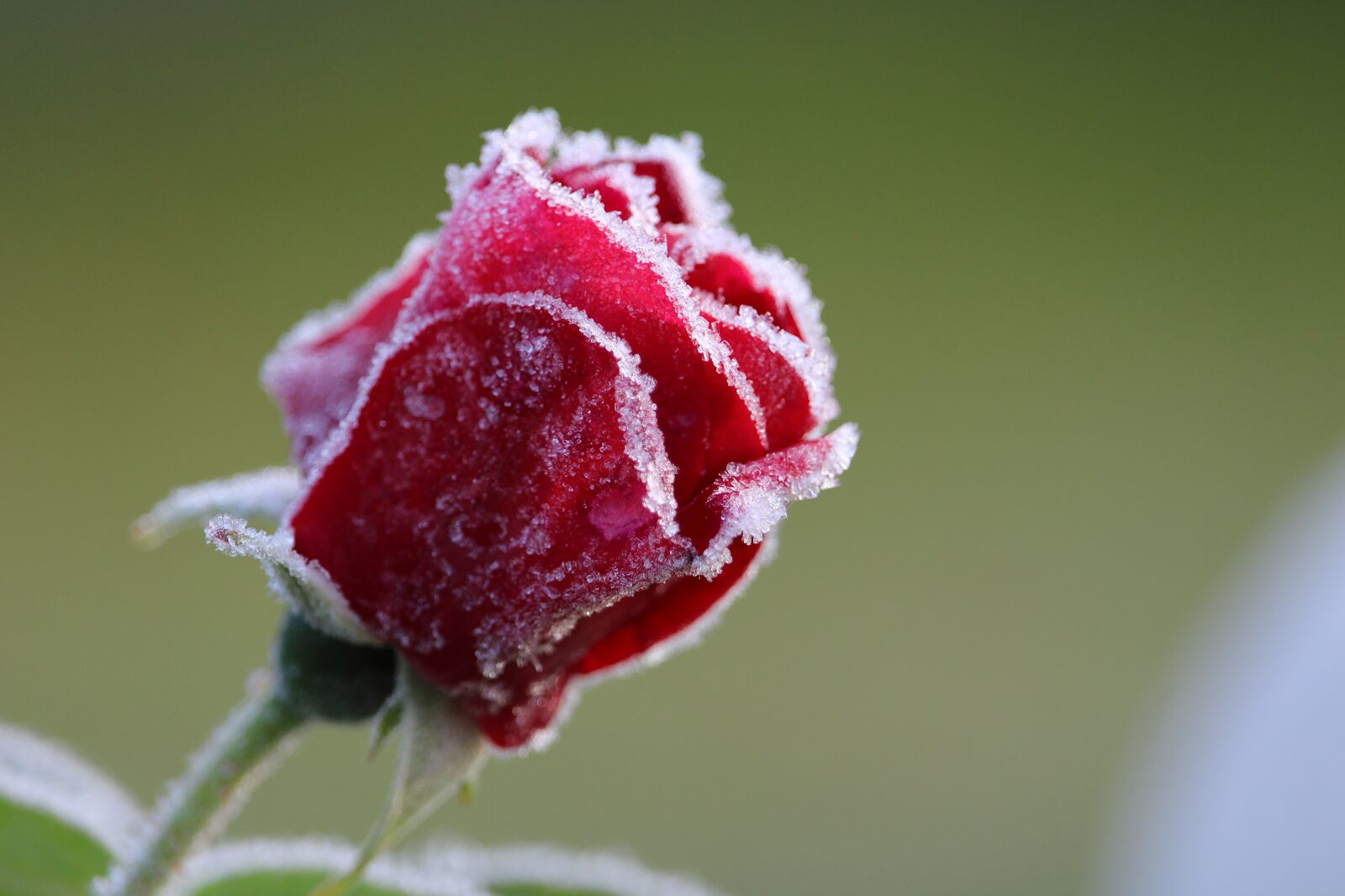 Canon EF-S 55-250mm F4-5.6 IS STM sample photo. Rose, flower, frost photography