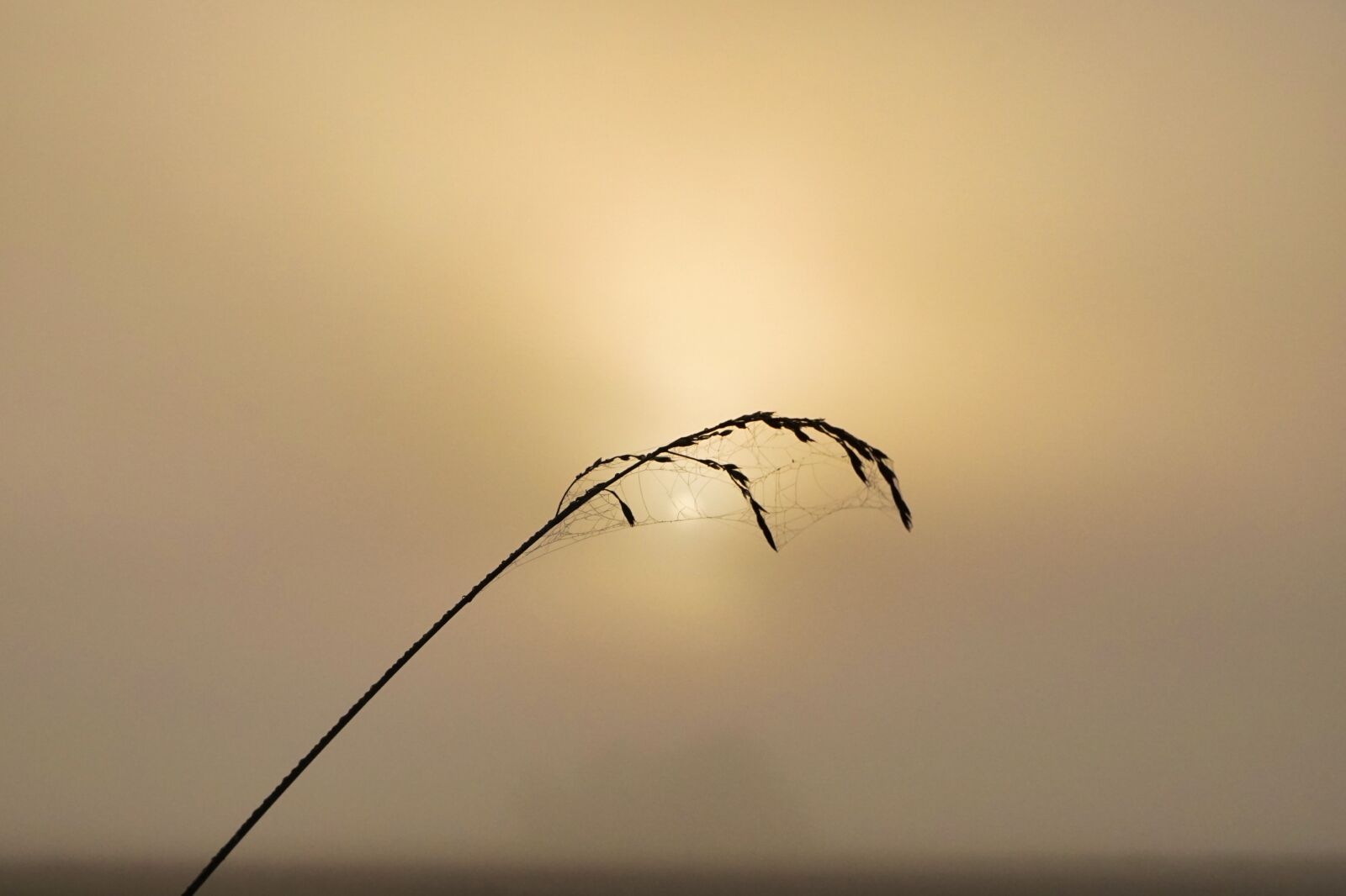 Sony E 16-50mm F3.5-5.6 PZ OSS sample photo. Fog, sunrise, grasses photography