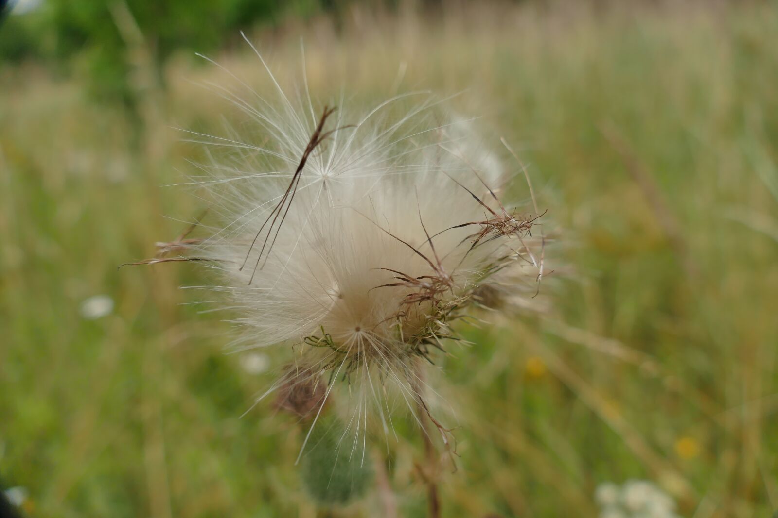 Panasonic Lumix DMC-FZ1000 sample photo. Diestel seeds, close up photography